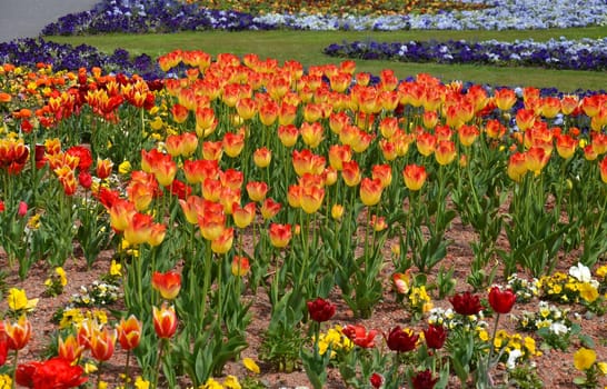 Tulips