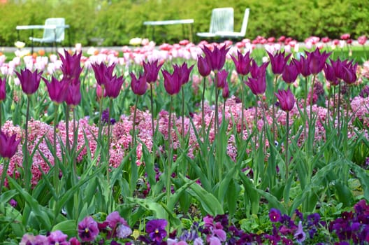 Tulips in the park