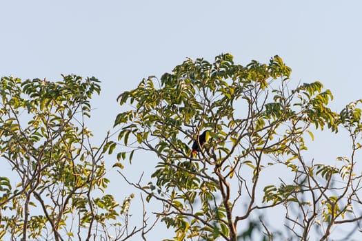 Keel billed Toucan in a Tree in Tortuguero National Park in Costa Rica