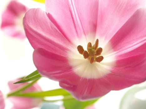 Close up of a pink tulip using as seasonal background