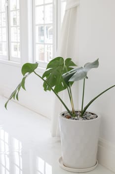 Beautiful White Mable With Green Plant On Top, stock photo