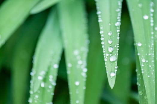 water drops on green grass macro can be background