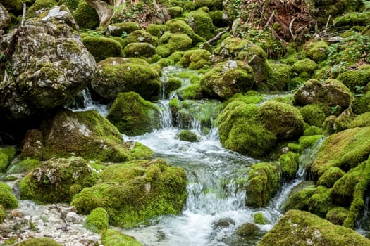 forest creek between stones covered with green moss