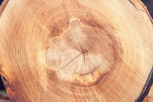 one beautiful textured cut of tree can be background