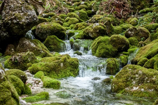 forest creek between stones covered with green moss