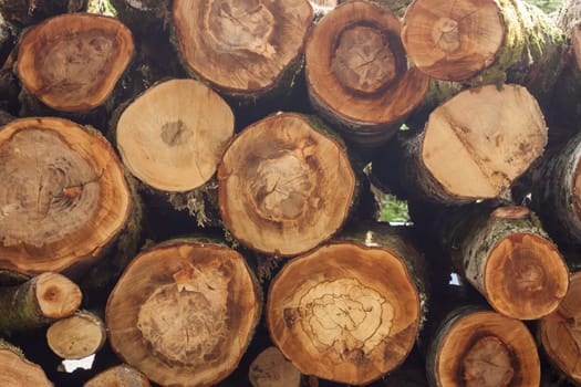 pile of logs in the forest can be as background