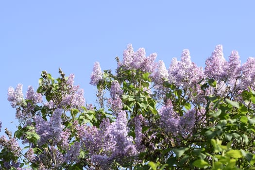Beautiful purple lilac flowers outdoors. Lilac flowers on the branches