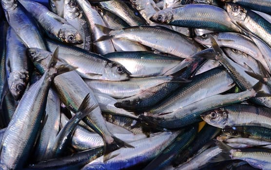 Herrings