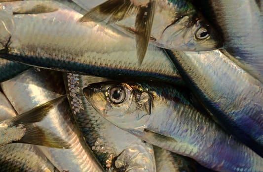 Herrings