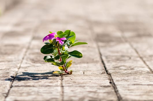 small plant in spontaneously born between tiles