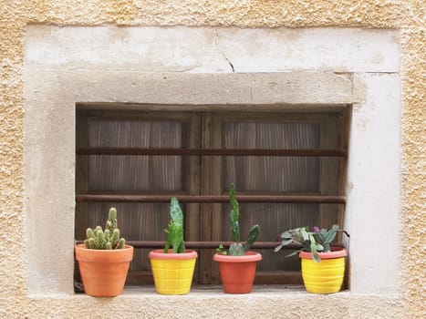 cactus flowers on the window