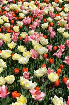 Tulips
