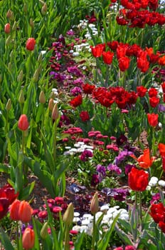Tulips