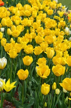 Tulips