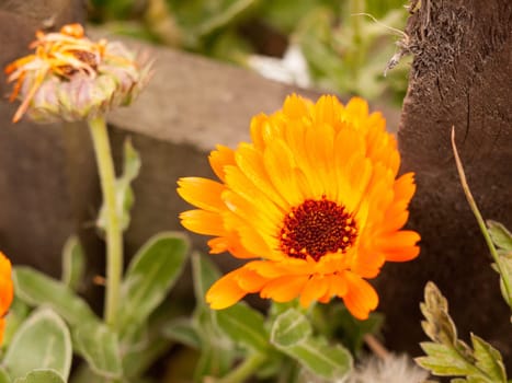 orange flower head outside in front garden macro isolated detail