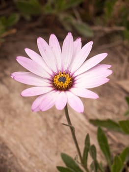 a close up full flower head in spring