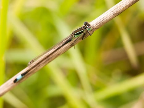 macro of a dragon fly blue resting upon a reed shoot in the windy field