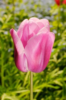 pink tulip