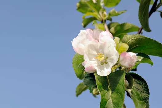 Apple blossom