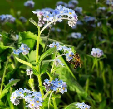 Forget-me-not