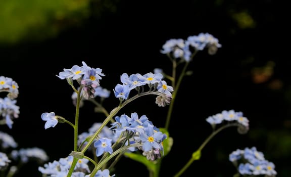 Forget-me-not