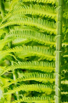 Garden fern