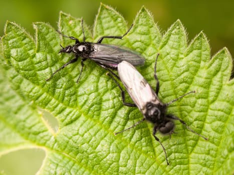 two black flies resting on top of a leaf in spring