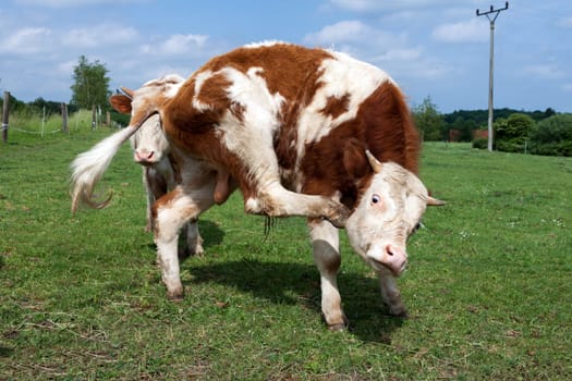 Pet - cow scrambling behind the ear in the grazing fortification, Czech Republic