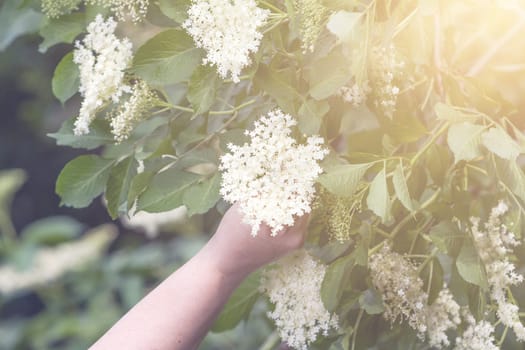 Česká republika - sbírání elder blossom flower  -detail women hand with flower
