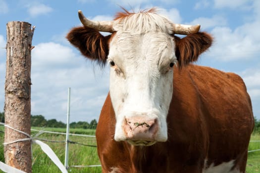 Domestic animal - cow in the pasture, Czech Republic