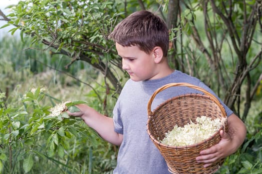 Czech Republic - collecting elder blossom flower - boy with full herbs flower basket