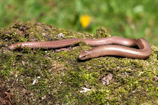 Slow worm (Anguis colchica) from Czech Republic.