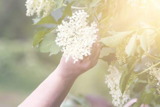 Czech Republic - collecting elder blossom flower