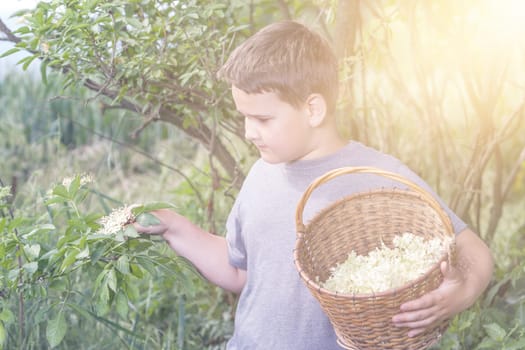 Czech Republic - collecting elder blossom flower - boy with full herbs flower basket