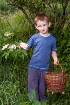 Czech Republic - collecting elder blossom flower - boy with full herbs flower basket