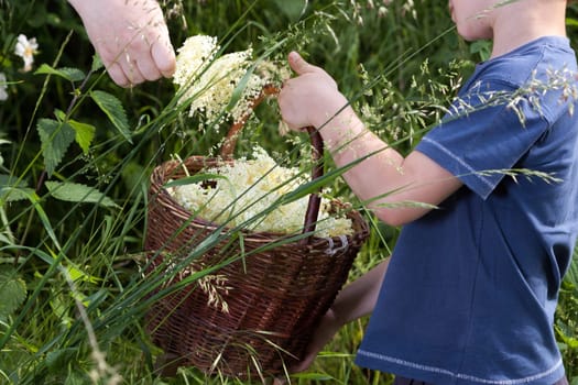 Czech Republic - collecting elder blossom flower - boy with full herbs flower basket