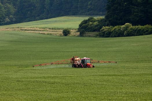 Tractor spraying pesticides on big green field with young grain