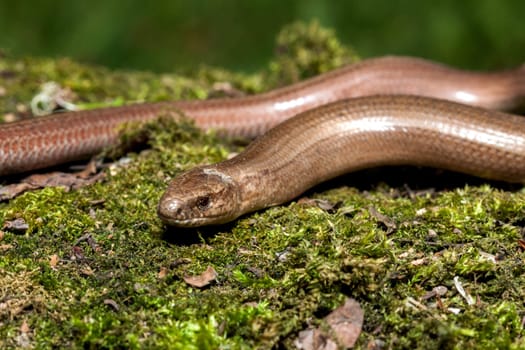 Slow worm (Anguis colchica) from Czech Republic.