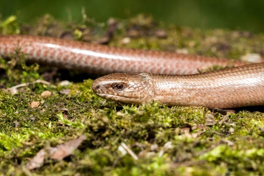 Slow worm (Anguis colchica) from Czech Republic.