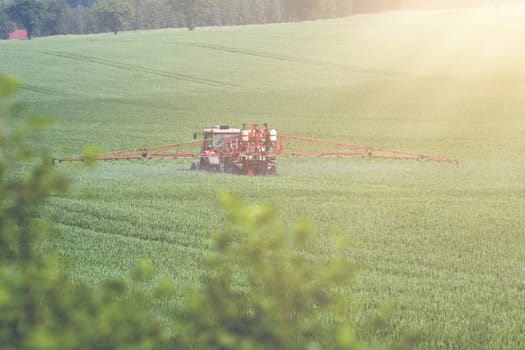 Tractor spraying pesticides on big green field with young grain