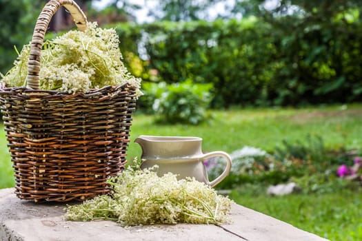 Elder blossom flower in a basket in the garden - herbs to prepare syrup with an old white jug