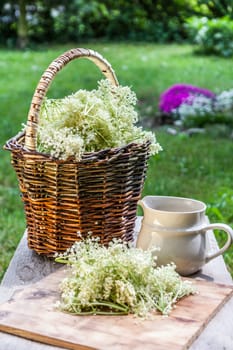 Elder blossom flower in a basket in the garden - herbs to prepare syrup with an old white jug