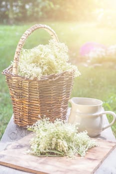 Elder blossom flower in a basket in the garden - herbs to prepare syrup with an old white jug and with sun rays