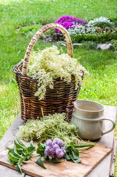 Elder blossom flower in a basket in the garden - herbs to prepare syrup with an old white jug
