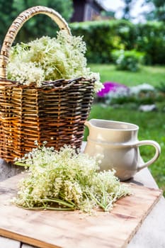 Elder blossom flower in a basket in the garden - herbs to prepare syrup with an old white jug