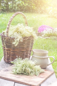 Elder blossom flower in a basket in the garden - herbs to prepare syrup with an old white jug and with sun rays