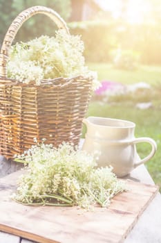 Elder blossom flower in a basket in the garden - herbs to prepare syrup with an old white jug and with sun rays