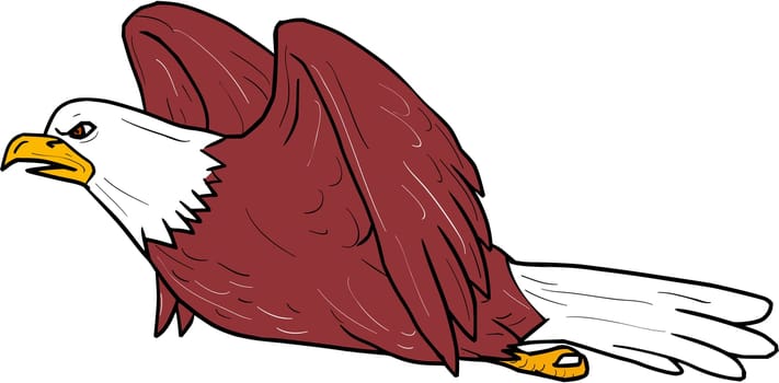 Illustration of a bald eagle flying viewed from the side set on isolated white background done in cartoon style.