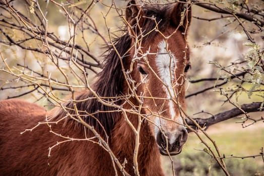 closeup of young wild colt peering through the bushes and looking into camera.  This is part of a large band family group of wild horses who live near the salt river just outside Phoenix Arizona
