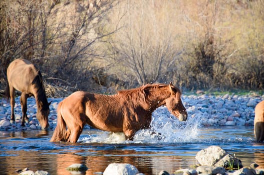 Chestnut wild mare splashing and frollicing playfully in the salt river while others in the band herd group drink water from the salt river in the sonoran desert outside Phoenix Arizona in the American Southwest